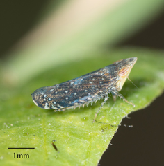 Scaphytopius loricatus