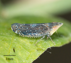 Scaphytopius loricatus