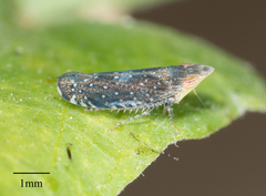 Scaphytopius loricatus