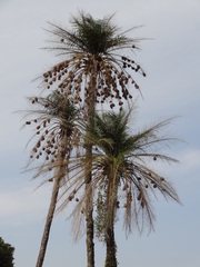 Ploceus cucullatus
