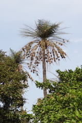 Ploceus cucullatus