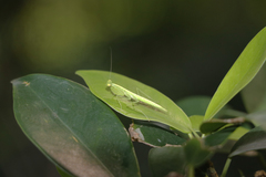 Tropidomantis gressitti