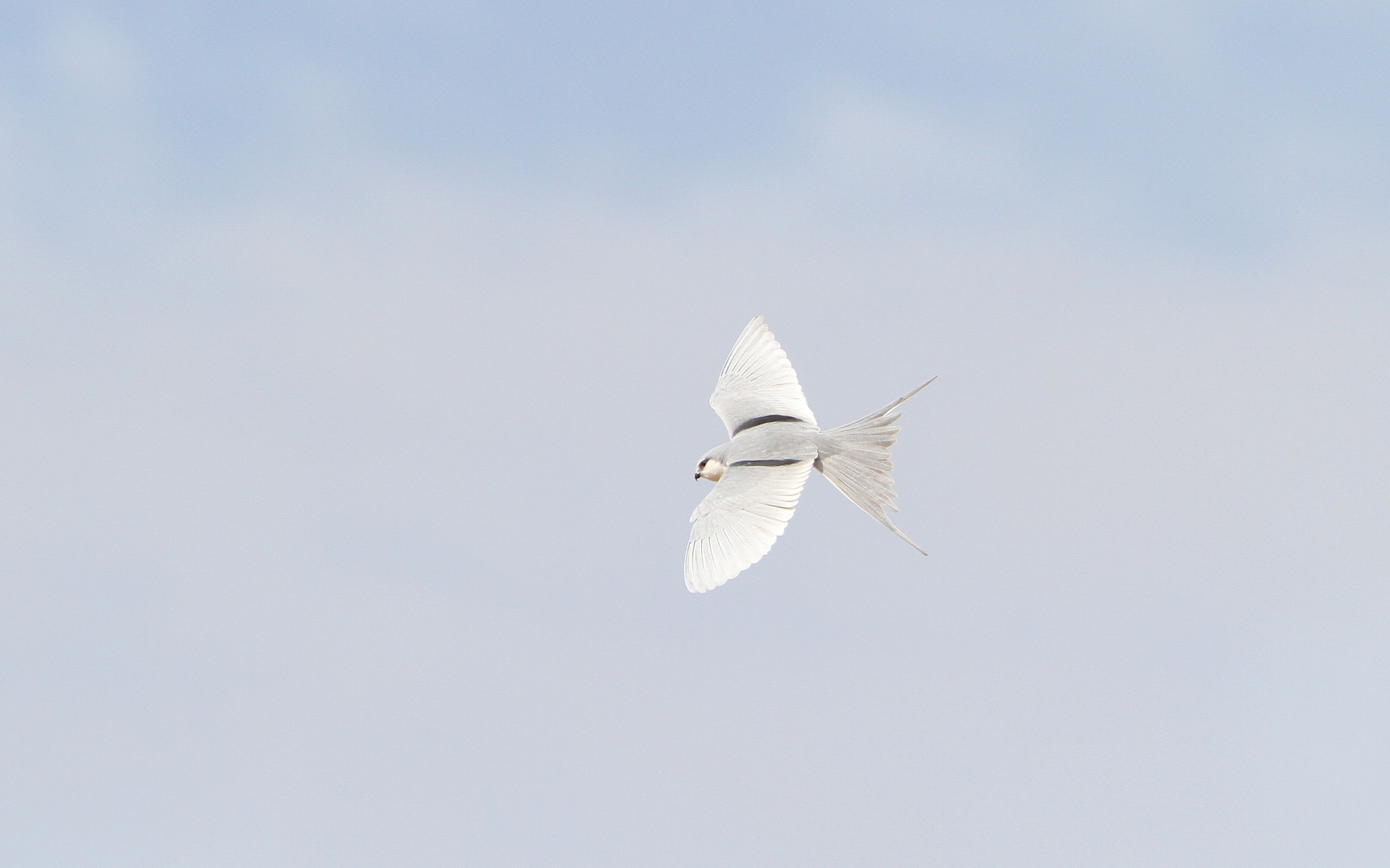 Scissor-tailed Kite illustration