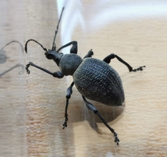 Curculionidae