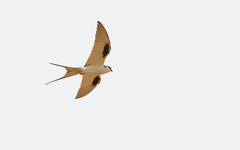 Scissor-Tailed Kite photo 4