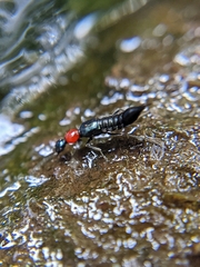 Paederidus ruficollis