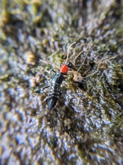 Paederidus ruficollis