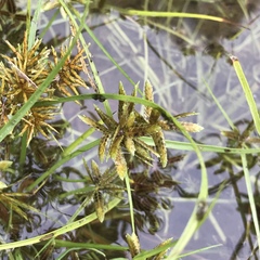 Cyperus flavescens