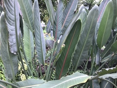Balsaminaceae