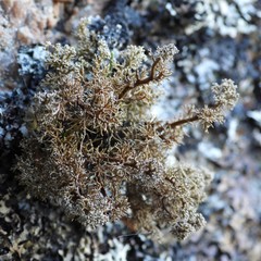 Sphaerophorus globosus