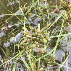 Cyperus flavescens