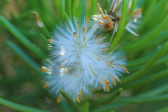 Senecio barbertonicus