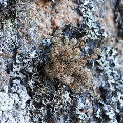 Sphaerophorus globosus