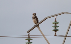Circaetus beaudouini