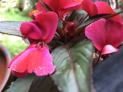 Balsaminaceae