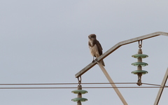 Circaetus beaudouini