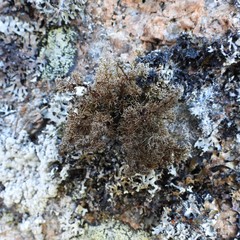 Sphaerophorus globosus