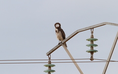 Circaetus beaudouini