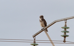 Circaetus beaudouini
