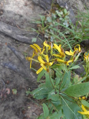 Senecio ovatus alpestris
