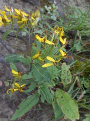 Senecio ovatus alpestris