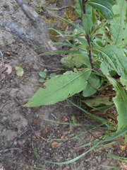 Senecio ovatus alpestris