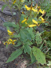Senecio ovatus alpestris