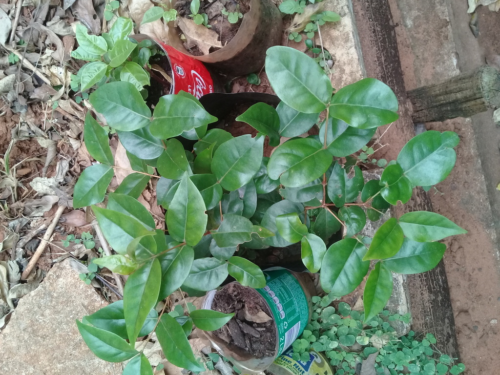 dogbane family from Virginia, Durban North, 4051, South Africa on