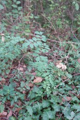 Hippocrepis emerus emerus