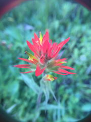Castilleja peirsonii