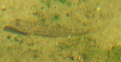 Neogobius fluviatilis