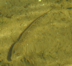 Neogobius fluviatilis