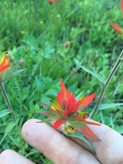 Castilleja peirsonii