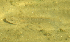 Neogobius fluviatilis