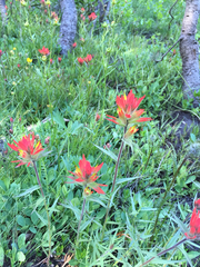 Castilleja peirsonii