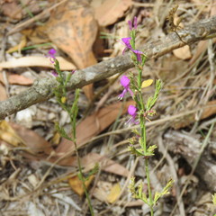 Hypoestes floribunda