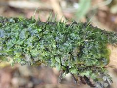 Megaceros flagellaris