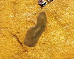 Leptoplanoidea