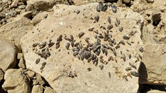 Dreissena polymorpha