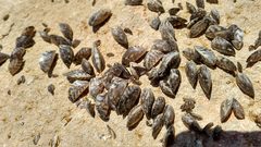 Dreissena polymorpha