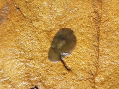 Leptoplanoidea