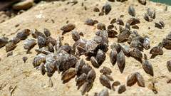 Dreissena polymorpha