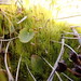 Green Spur Moss - Photo (c) Stefan Gey, some rights reserved (CC BY-NC), uploaded by Stefan Gey