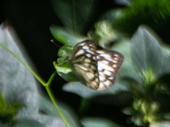 Cepora nerissa phryne