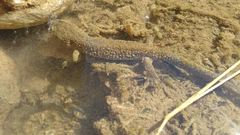 Calotriton asper