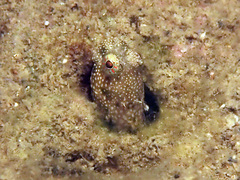 Salarias alboguttatus