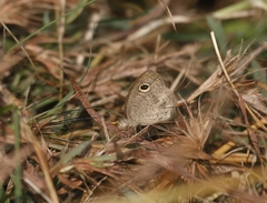 Ypthima baldus madrasa