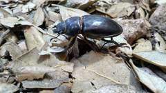 Lucanus barbarossa