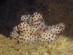Cladiella