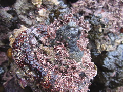 Pyura stolonifera